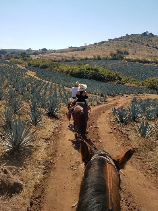 Ruta del Tequila económica: destilería y jimadores