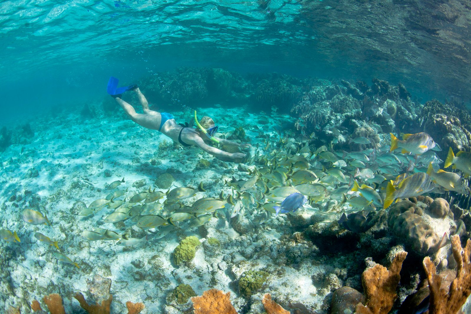 Tour Snorkel en Gran Arrecife Maya del Caribe Mexicano con paseo en lancha a través de manglares. Saliendo desde Cancún