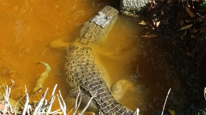 Safari nocturno por el manglar en búsqueda de cocodrilos con lancha tipo chalana en Sisal Yucatán