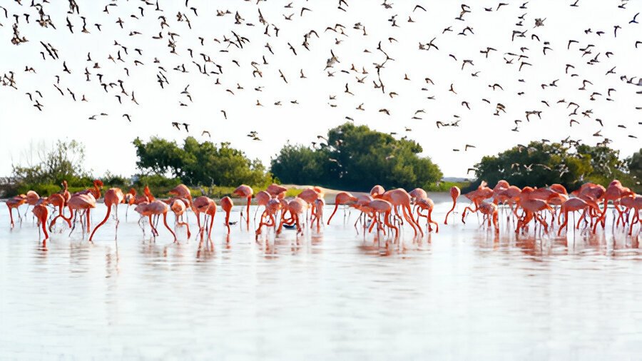 Tour compartido a Celestún + paseo en lancha + avistamiento de Flamingos Premium saliendo de la ciudad de Mérida Yucatán.