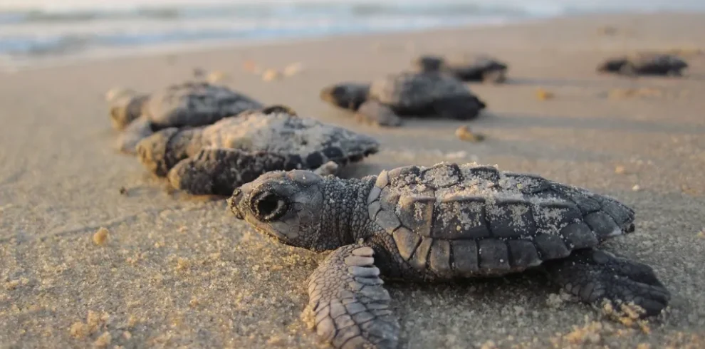 foto de tortugas bebes en playa de Nayarit Mexico Expeditions Travel Platform