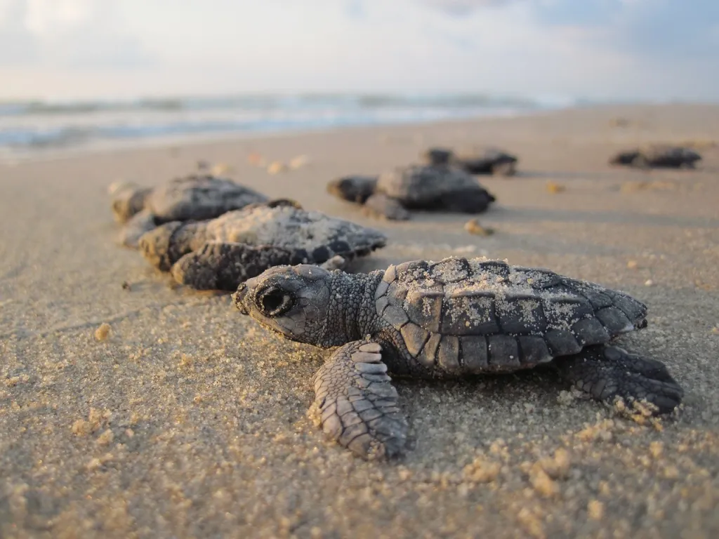 foto de tortugas bebes en playa de Nayarit Mexico Expeditions Travel Platform